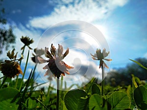 Trifolium repens, theÃÂ white clover also known asÃÂ Dutch clover,ÃÂ Ladino clover, orÃÂ Ladino photo